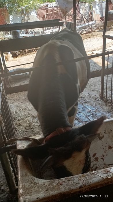 Buqa sotiladi oq qora