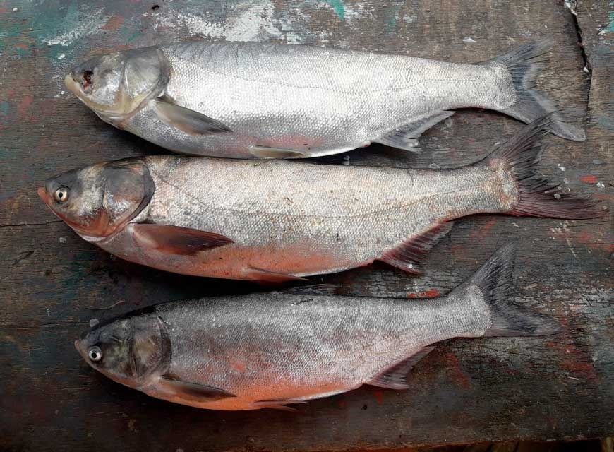 Tirik Baliqlar  Sazan tolstolobik amur pyostri v.h