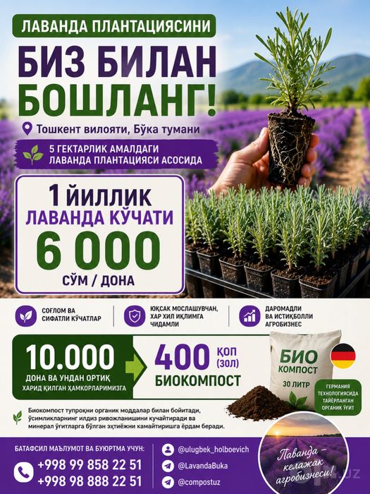 Лаванда сенца 1 год