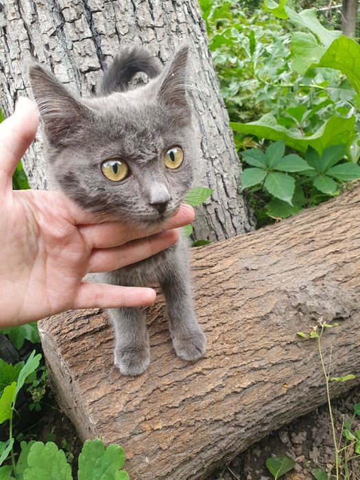 Отдам кошечку в добрые руки