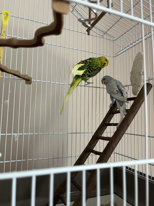 Pereche peruși + colivie