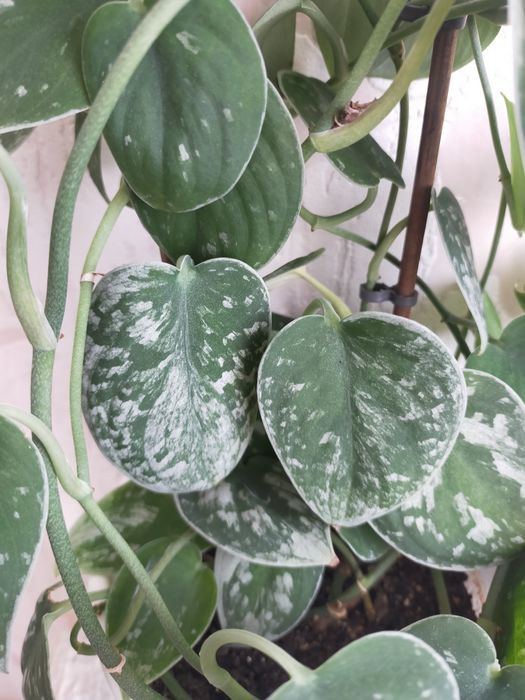 Продам Сциндапсус (Эпипремнум)