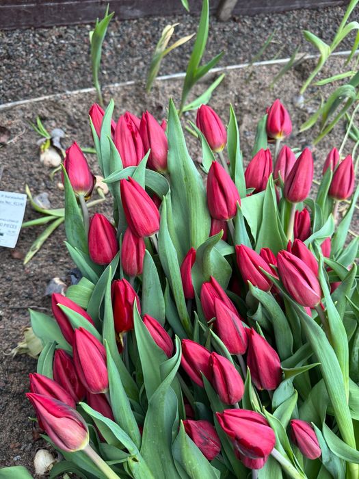 Красивые тюльпаны