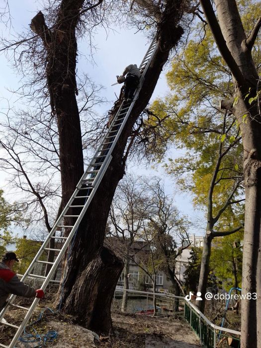 Рязане на високи опасни дървета косене на тревни площи