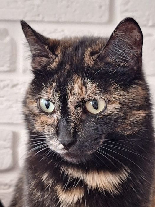 Отдам стерилизованную кошечку