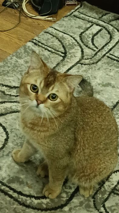 Продается котенок шиншилла