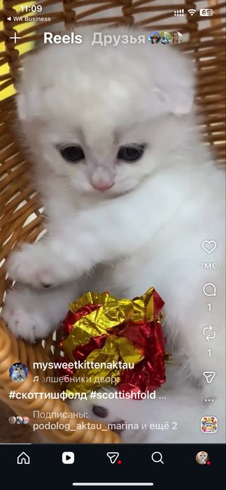 Продам золотушек шиншилок