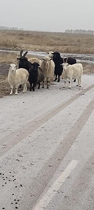 Продам 3х Козлов жырные