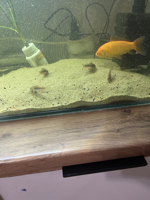 Аквариум 100 литров