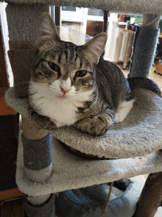 Котик ищет дом. Кастрирован.