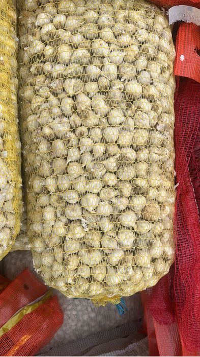 Vand usturoi de primavara