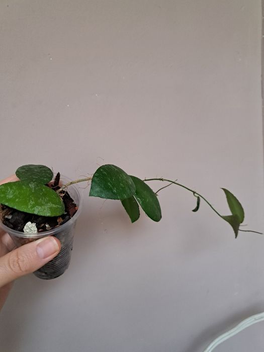 Хоя-восъчно цвете,различни видове