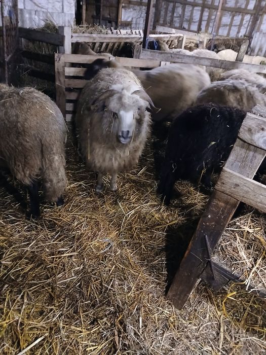 Vand 5 oi turcane de hateg