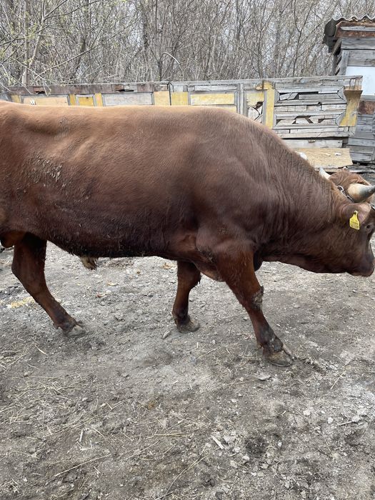 Продам быка в мае два года