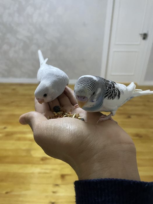 Ручные волнистые попуги