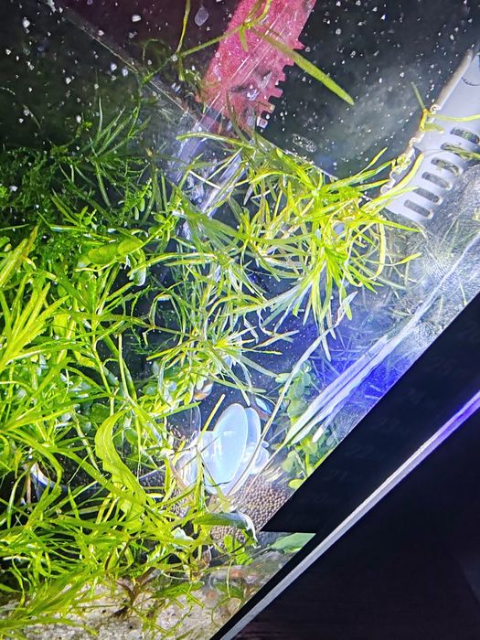 Наяда гваделупская для аквариума