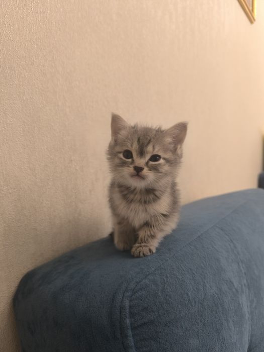 Срочно , продам британского котика