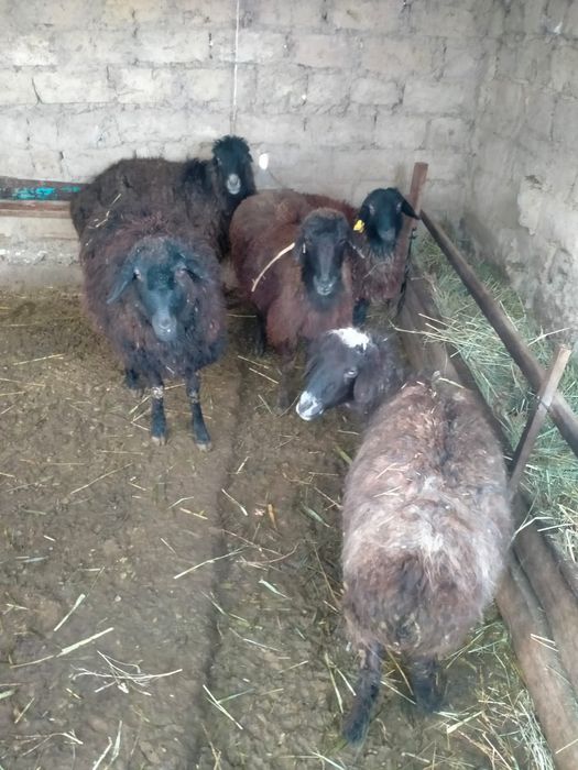 Төрт қои қозысымен сатылады