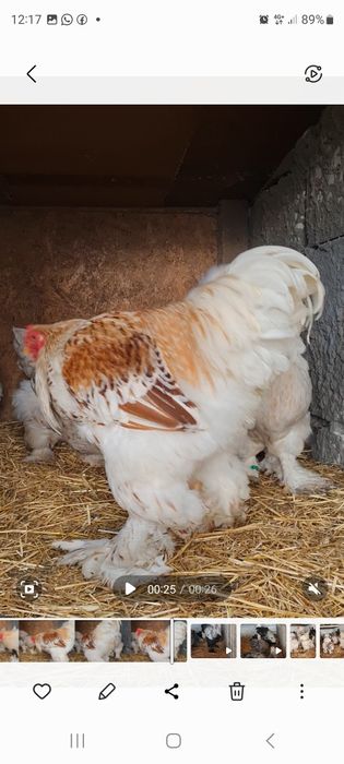 Oua brahma Alb-Auriu