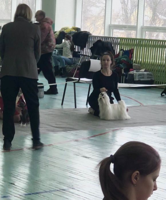 Предлагаю для вязки мальчика мальтезе.