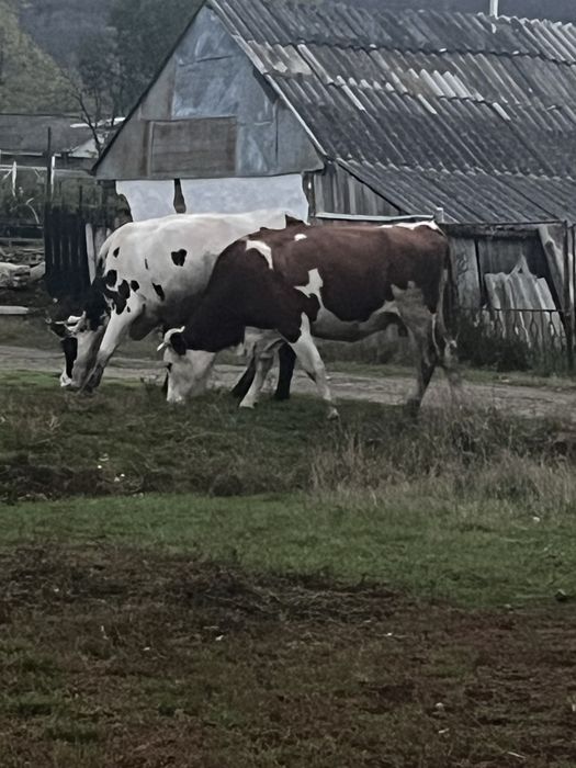 Vand juncă.