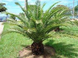 Палма - финикова 
Студоустойчивост до -10