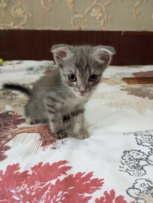 Вислоухие котята