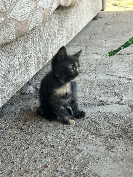 Котята почти 3 месяца мальчик и девочка