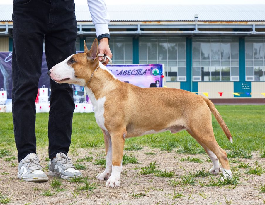 Английский бультерьер открыт для вязок