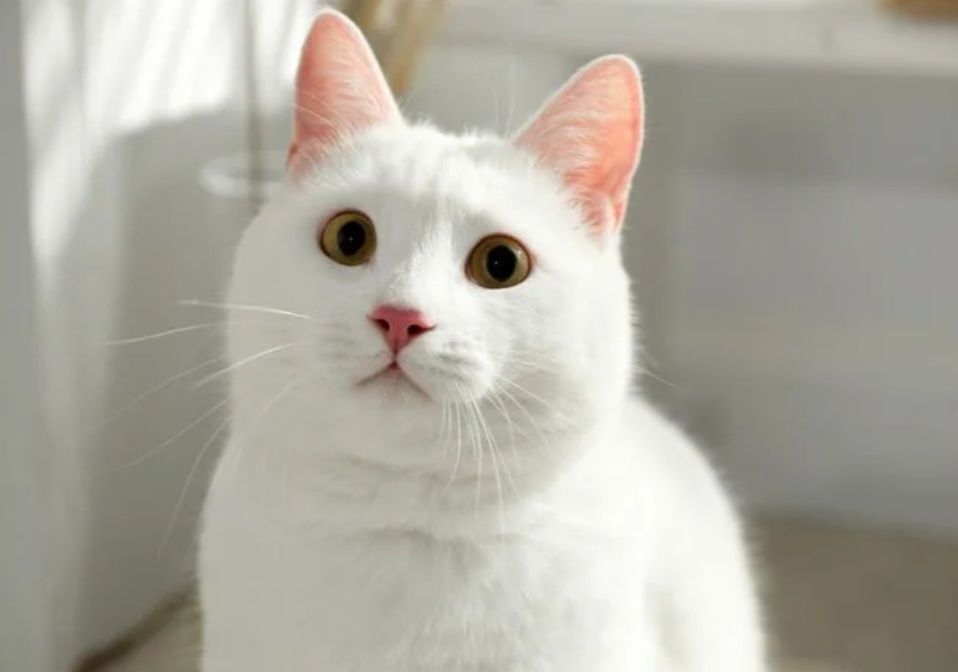 Котик молодой замечательный,  кастрат