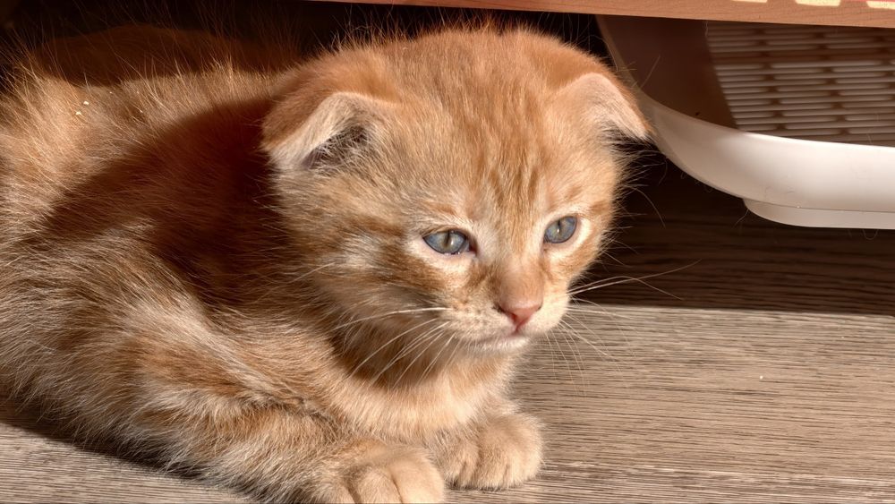 Счастливые котята