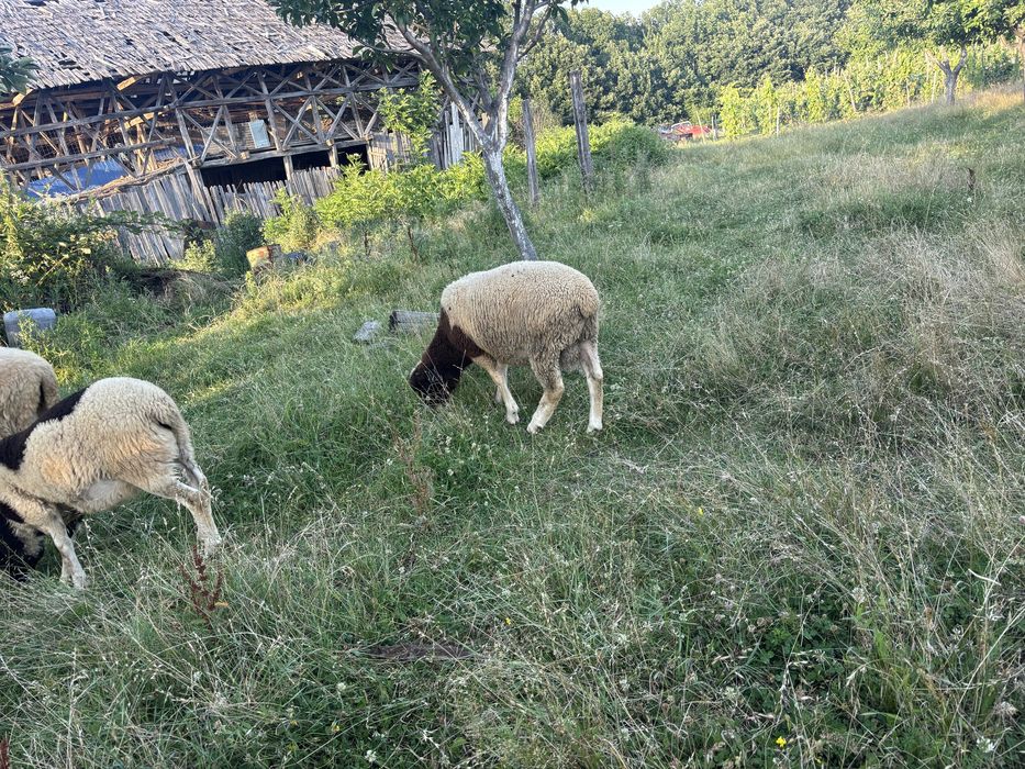 Miei metisi dorper