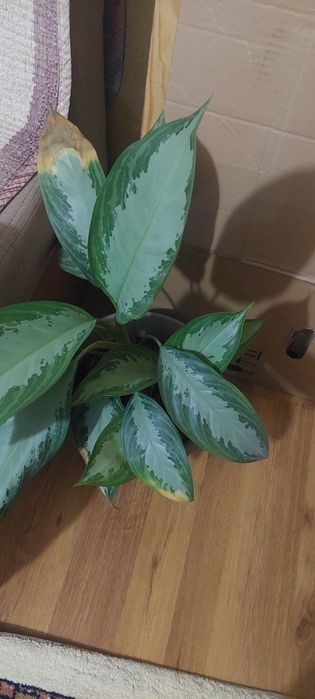 Продам цветы комнатные