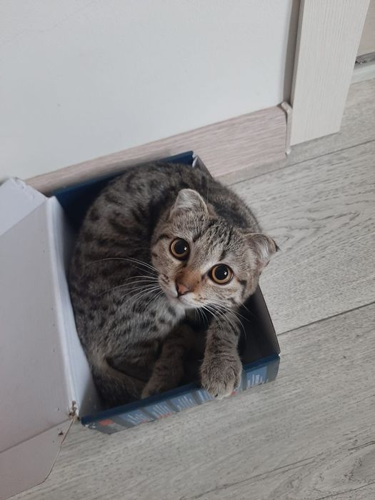 Продам кошку породистую