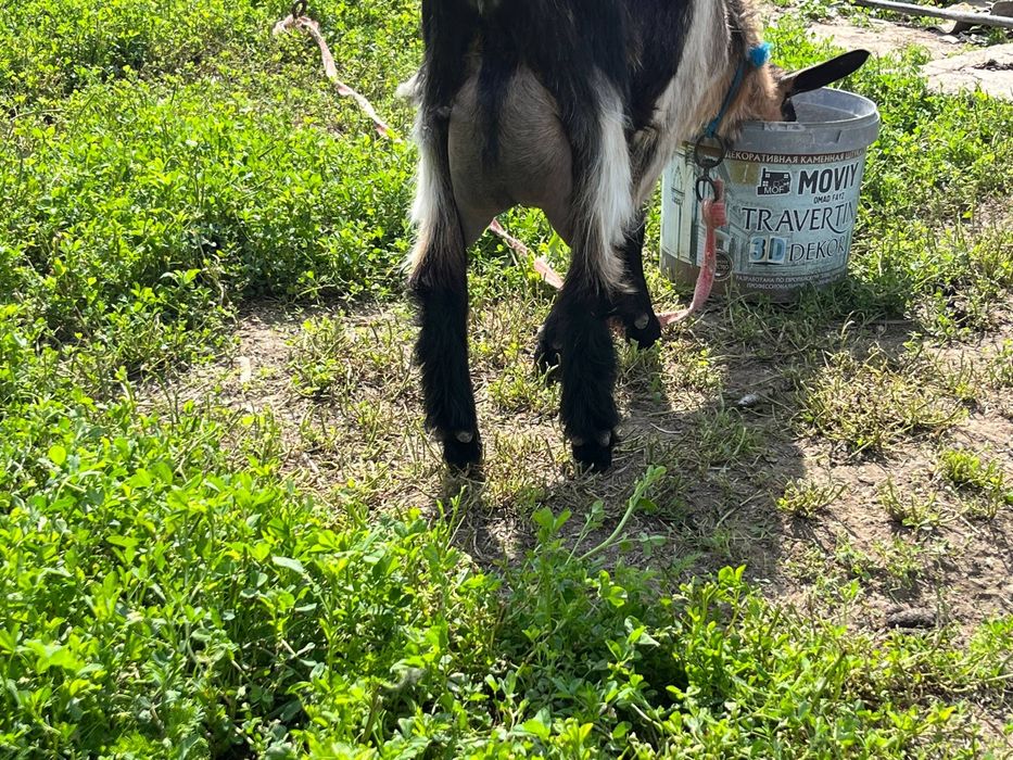 Эчки сотилади срочно