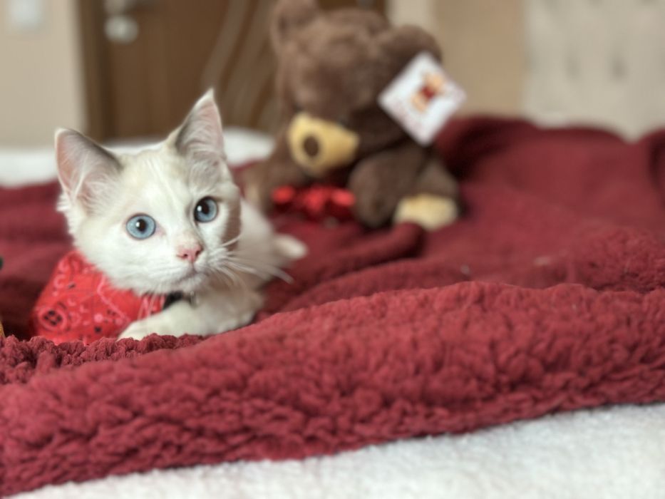 Регдол / Ragdoll