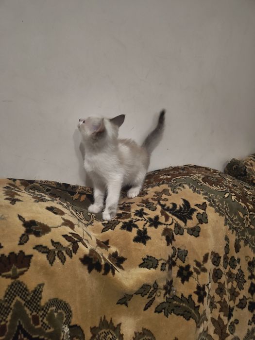 Лапотусеньки мои Принцессочки