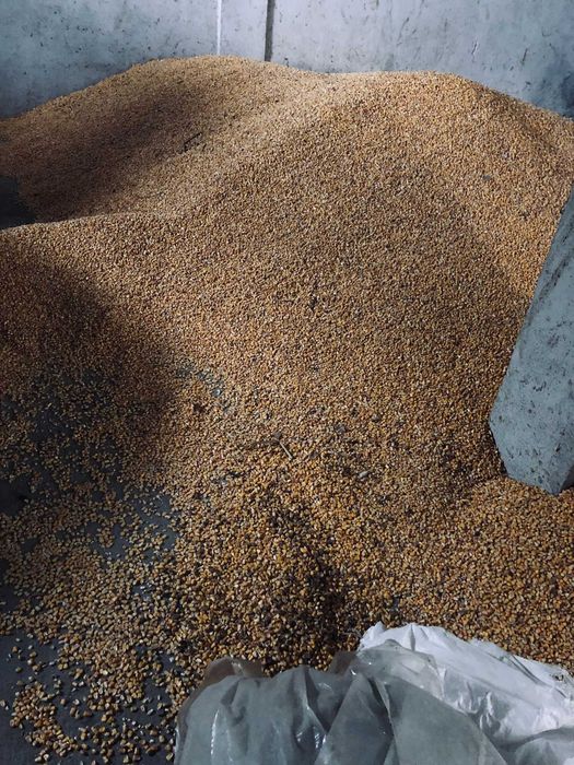 Vand porumb, 1.30 lei/kg