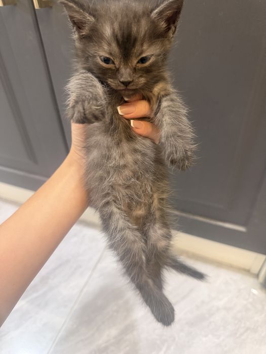 котятааа 1 месяц