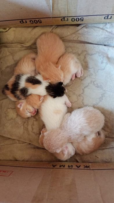 котята кошка кот