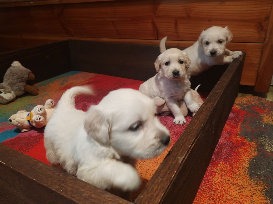 Голдън  ретривър