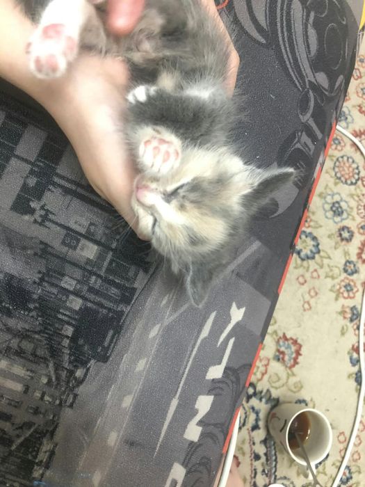 славные котята!!!