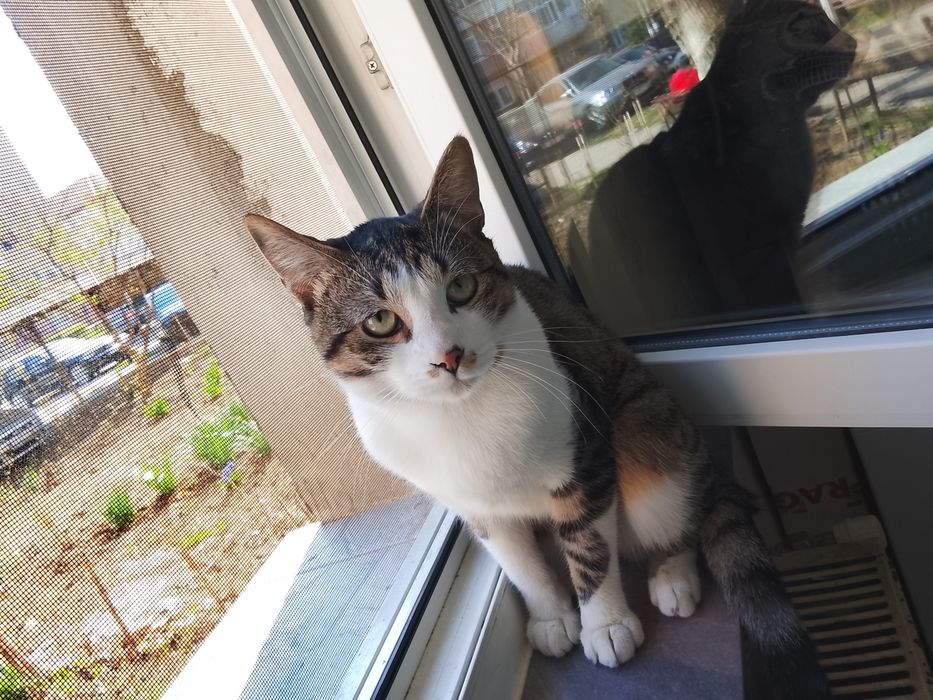 Dau pisică spre adopție