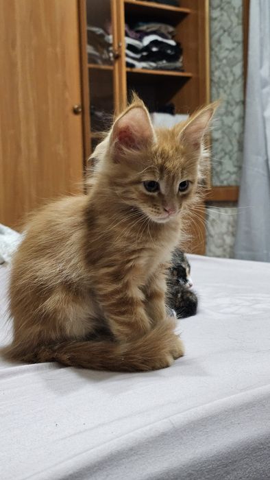 Красивые котята на половину Мейн-кун