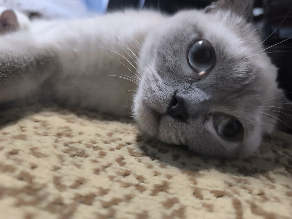 Шотландский скотиш страйт