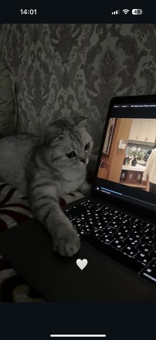 Кошка британский актобе