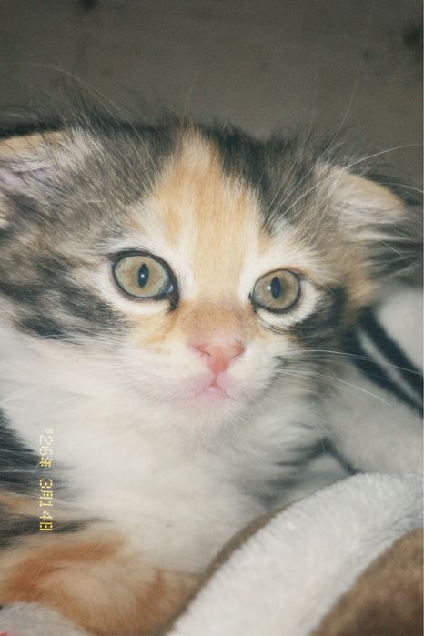 Пушистый вислоухий котенок