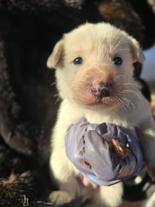 В добрые руки отдаю щенка