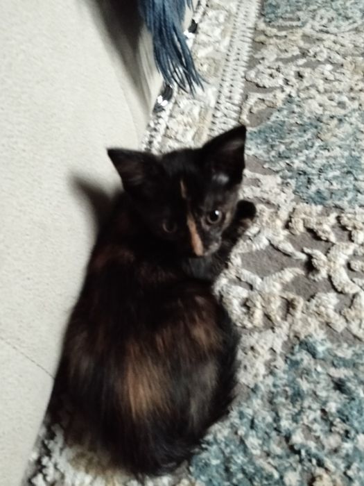 Котенок бесплатно