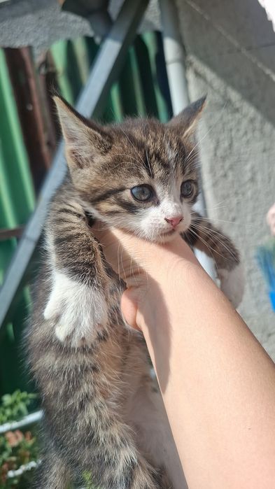 Котята Сибирские